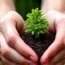 Hands planting a small tree seedling in rich soil, symbolizing environmental responsibility.